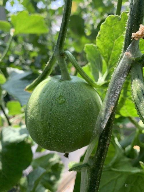 娱乐吃瓜的瓜哪里来的,探寻网络热点的背后故事